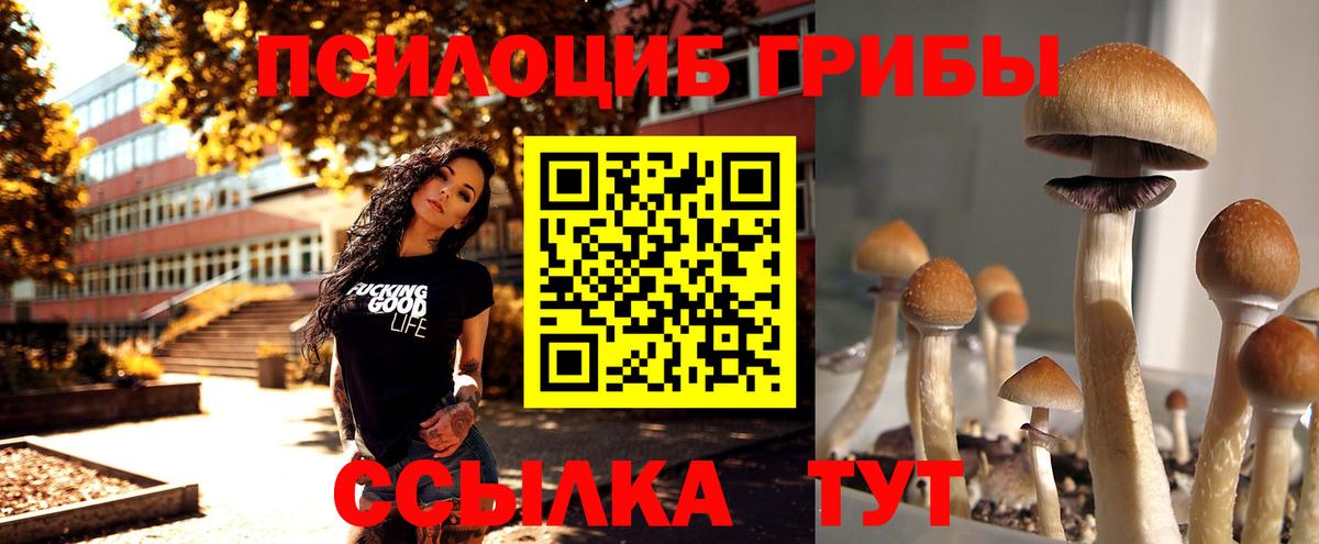 Псилоцибиновые грибы мухоморы  дарнет шоп  Грозный  Вход с VPN 